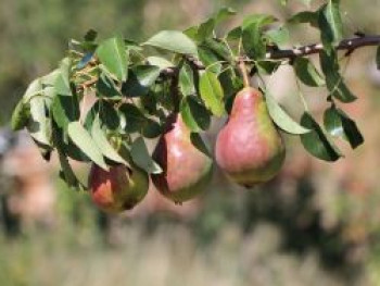 Herbstbirne 'Clapps Liebling', Stamm 20-30 cm, 80-100 cm, Pyrus communis 'Clapps Liebling', Containerware von Pyrus communis 'Clapps Liebling'
