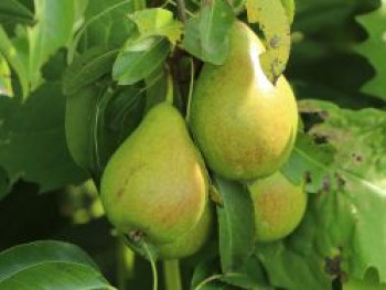 Herbstbirne 'Condo', Stamm 40-60 cm, 120-160 cm, Pyrus communis 'Condo', Containerware von Pyrus communis 'Condo'