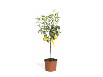 Säulenbirne 'Condo', 100-150 cm, Pyrus communis 'Condo', Containerware von Pyrus communis 'Condo'