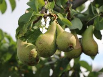 Birne 'Conference', Stamm 40-60 cm, 120-140 cm, Pyrus communis 'Conference', Containerware von Pyrus communis 'Conference'