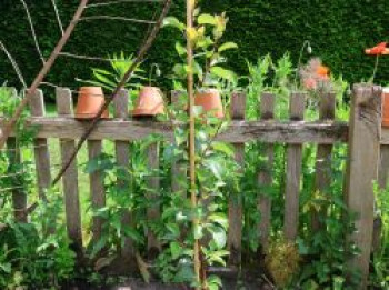 Säulenbirne 'Decora', 60-100 cm, Pyrus communis 'Decora', Containerware von Pyrus communis 'Decora'