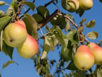 Sommerbirne 'Gute Luise' (mittel), Stamm 40-60 cm, 120-160 cm, Pyrus communis 'Gute Luise', Containerware von Pyrus communis 'Gute Luise'