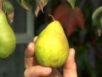 Herbstbirne 'Köstliche von Charneux', Stamm 40-60 cm, 120-160 cm, Pyrus communis 'Köstliche von Charneux', Containerware von Pyrus communis 'Köstliche von Charneux'