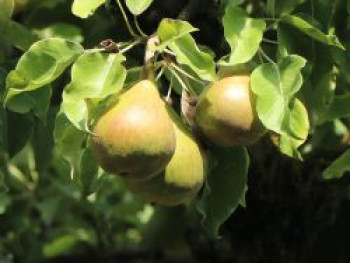 Zwergbirne 'Luisa', Stamm 40 cm, 50-80 cm, Pyrus communis 'Luisa', Stämmchen XXL von Pyrus communis 'Luisa'