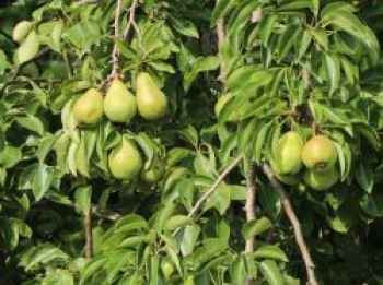 Sommerbirne 'Muskateller', 'Aurate'       mittel, Stamm 40-60 cm, 120-160 cm, Pyrus communis 'Muskateller' / 'Aurate', Containerware von Pyrus communis 'Muskateller' / 'Aurate'