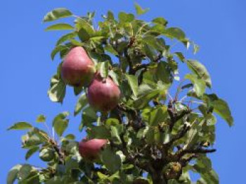 Sommerbirne 'Rote Williams Christ', Stamm 40-60 cm, 120-160 cm, Pyrus communis 'Rote Williams Christ', Containerware von Pyrus communis 'Rote Williams Christ'