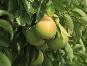 Säulenbirne 'Saphira', 60-100 cm, Pyrus communis 'Saphira', Containerware von Pyrus communis 'Saphira'
