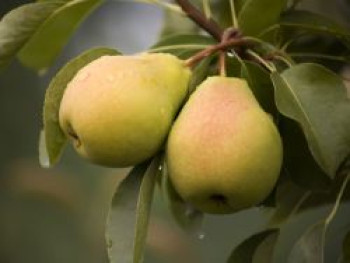 Sommerbirne 'Stuttgarter Geißhirtle', Stamm 40-60 cm, 120-160 cm, Pyrus communis 'Stuttgarter Geißhirtle', Containerware von Pyrus communis 'Stuttgarter Geißhirtle'