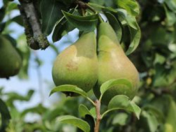 Winterbirne 'Vereinsdechantsbirne', 125-150 cm, Pyrus communis 'Vereinsdechantsbirne', Containerware von Pyrus communis 'Vereinsdechantsbirne'
