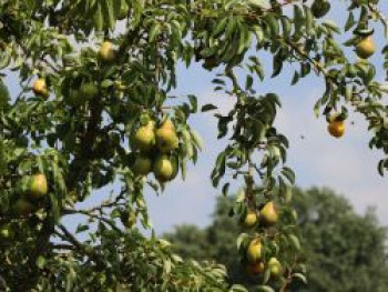 Kulturbirne, 30-40 cm, Pyrus communis, Weichwandcontainer von Pyrus communis