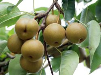 Nashi / Asienbirne / Asiatische Apfelbirne 'Kosui', Stamm 40-60 cm, 120-160 cm, Pyrus pyrifolia 'Kosui', Containerware von Pyrus pyrifolia 'Kosui'