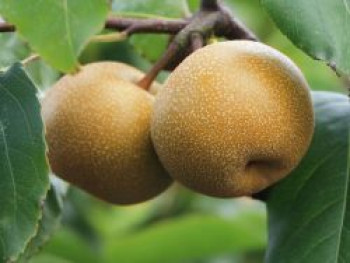 Nashi / Asienbirne / Asiatische Apfelbirne 'Nashi Kil tsu Pear', Stamm 40-60 cm, Pyrus pyrifolia 'Nashi Kil tsu Pear', Containerware von Pyrus pyrifolia 'Nashi Kil tsu Pear'