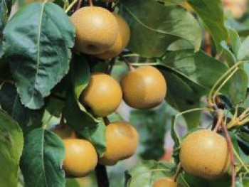 Nashi / Asienbirne / Asiatische Apfelbirne, 60-80 cm, Pyrus pyrifolia, Containerware von Pyrus pyrifolia