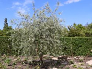 Hängende Wildbirne 'Pendula', 200-250 cm, Pyrus salicifolia 'Pendula', Containerware XXL Hängende Wildbirne 'Pendula', 200-250 cm, Pyrus salicifolia 'Pendula', Containerware XXL von Pyrus salicifolia 'Pendula'