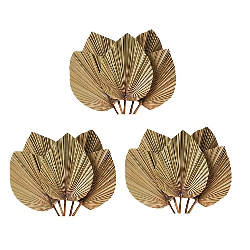 Pyugxab Raumdekoration Aus Getrockneten Palmblättern, 15 Stück - 45,7 cm H x 25,4 cm B. Große Natürliche Palmblatt-Dekoration für Einen Schönen Boho-Look Pyugxab Raumdekoration Aus Getrockneten Palmblättern, 15 Stück - 45,7 cm H x 25,4 cm B. Große Natürliche Palmblatt-Dekoration für Einen Schönen Boho-Look von Pyugxab