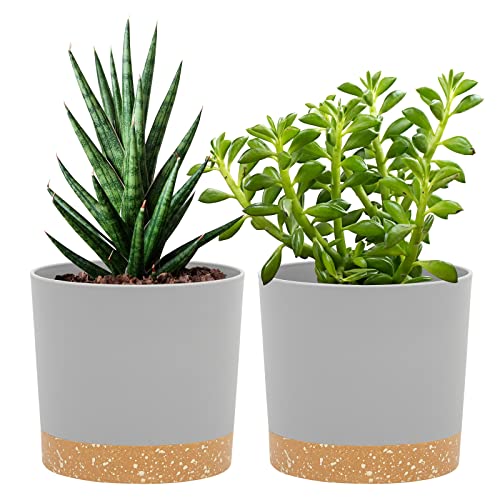 QCQHDU Bumentöpfe 2er Pack 12,7 cm,Bumentöpfe für Zimmerpflanzen mit Entwässerungslöchern und abnehmbarem Boden,Untersetzer Modern Dekorativ für Outdoor Garten Pflanzgefäße(Hellgrau 12,7 cm) QCQHDU Bumentöpfe 2er Pack 12,7 cm,Bumentöpfe für Zimmerpflanzen mit Entwässerungslöchern und abnehmbarem Boden,Untersetzer Modern Dekorativ für Outdoor Garten Pflanzgefäße(Hellgrau 12,7 cm) von QCQHDU