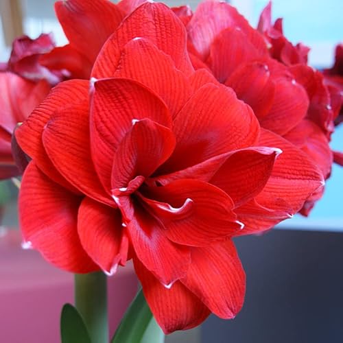 Amaryllis Double King® | 1 Stück | Zwiebelgröße 30/32 | Ritterstern | Rot | Zimmerpflanze | Schnittblume von QFB Gardening