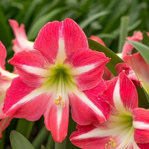 Amaryllis Exposure | 1 Stück | Zwiebelgröße 30/32 | Ritterstern | Rosa | Zimmerpflanze | Schnittblume von QFB Gardening