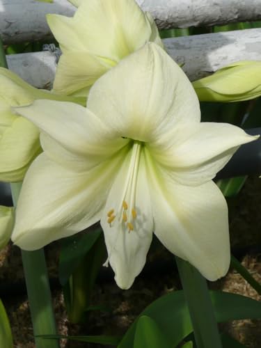 Amaryllis Lemon Star | 1 Stück | Zwiebelgröße 30/32 | Ritterstern | Gelb | Zimmerpflanze | Schnittblume Amaryllis Lemon Star | 1 Stück | Zwiebelgröße 30/32 | Ritterstern | Gelb | Zimmerpflanze | Schnittblume von QFB Gardening