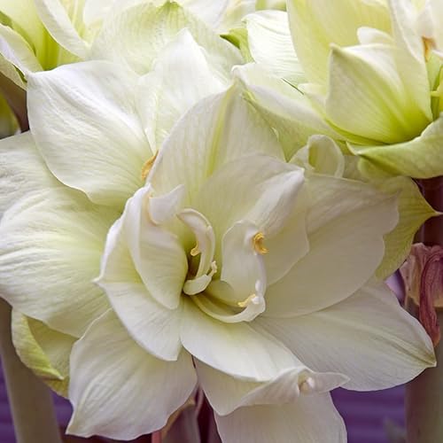 Amaryllis Marilyn® | 1 Stück | Zwiebelgröße 30/32 | Ritterstern | Weiß | Zimmerpflanze | Schnittblume von QFB Gardening