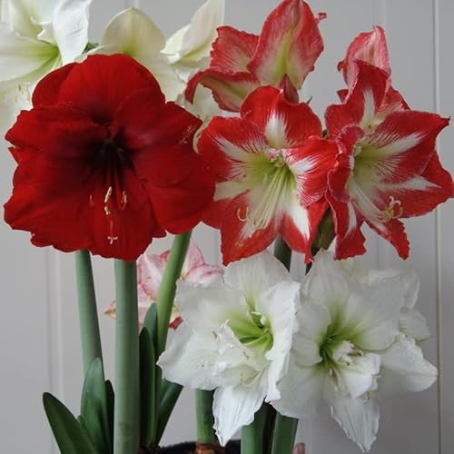 Amaryllis Surprise Mischung | 3 Stück | Zwiebelgröße 30/32 | Ritterstern | Gemischt | Zimmerpflanze | Schnittblume von QFB Gardening