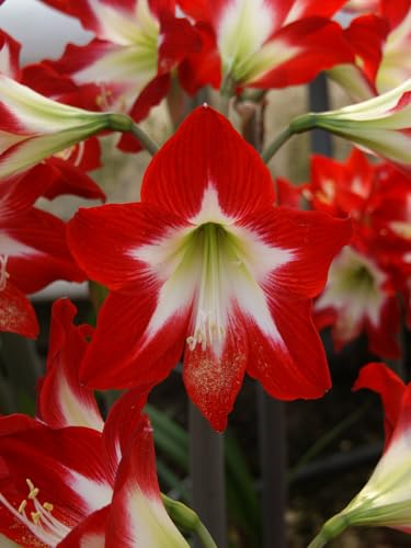 Amaryllis Très Chic | 1 Stück | Zwiebelgröße 30/32 | Ritterstern | Rot | Weiß | Zimmerpflanze | Schnittblume Amaryllis Très Chic | 1 Stück | Zwiebelgröße 30/32 | Ritterstern | Rot | Weiß | Zimmerpflanze | Schnittblume von QFB Gardening