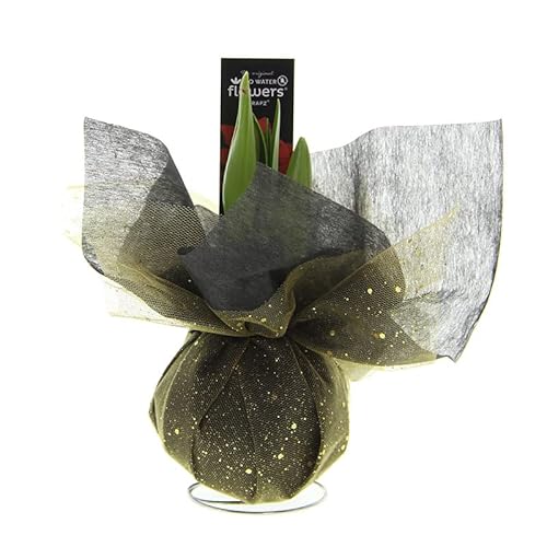 Amaryllis Xmas Wrapz Gold | 1 Stück | Rot | Zimmerpflanze | 100% Blütegarantie Amaryllis Xmas Wrapz Gold | 1 Stück | Rot | Zimmerpflanze | 100% Blütegarantie von QFB Gardening