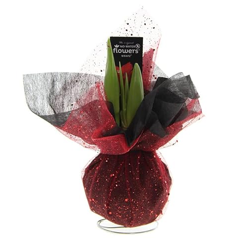 Amaryllis Xmas Wrapz Rot | 1 Stück | Rot | Zimmerpflanze | 100% Blütegarantie von QFB Gardening