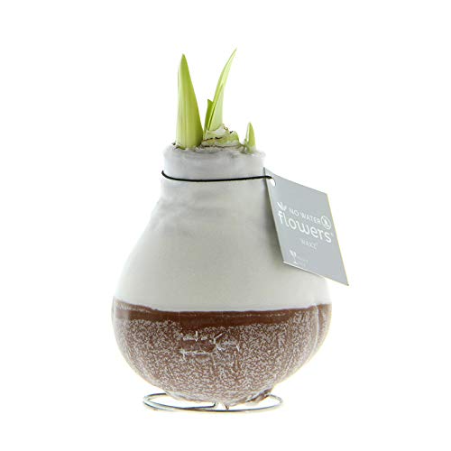 Amaryllis in Wachs Dipz Braun | 1 Stück | Amaryllis in Wachs | ohne Gießen | pflegeleicht | lange und majestätische Blüte | Rot | Zimmerpflanze Amaryllis in Wachs Dipz Braun | 1 Stück | Amaryllis in Wachs | ohne Gießen | pflegeleicht | lange und majestätische Blüte | Rot | Zimmerpflanze von QFB Gardening