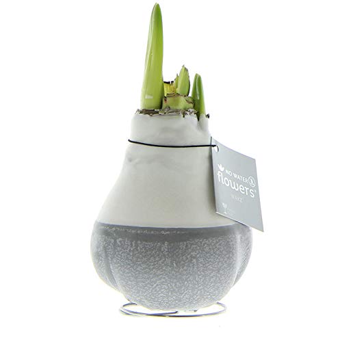 Amaryllis in Wachs Dipz Grau | 1 Stück | Amaryllis in Wachs | ohne Gießen | pflegeleicht | lange und majestätische Blüte | Rot | Zimmerpflanze Amaryllis in Wachs Dipz Grau | 1 Stück | Amaryllis in Wachs | ohne Gießen | pflegeleicht | lange und majestätische Blüte | Rot | Zimmerpflanze von QFB Gardening
