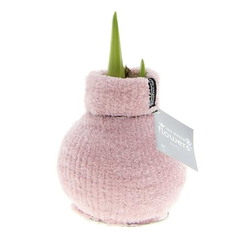 Amaryllis in Wachs Fashionz Cozy Fluffy Rosa | 1 Stück | Amaryllis in Wachs | ohne Gießen | pflegeleicht | lange und majestätische Blüte | Rot | Zimmerpflanze Amaryllis in Wachs Fashionz Cozy Fluffy Rosa | 1 Stück | Amaryllis in Wachs | ohne Gießen | pflegeleicht | lange und majestätische Blüte | Rot | Zimmerpflanze von QFB Gardening
