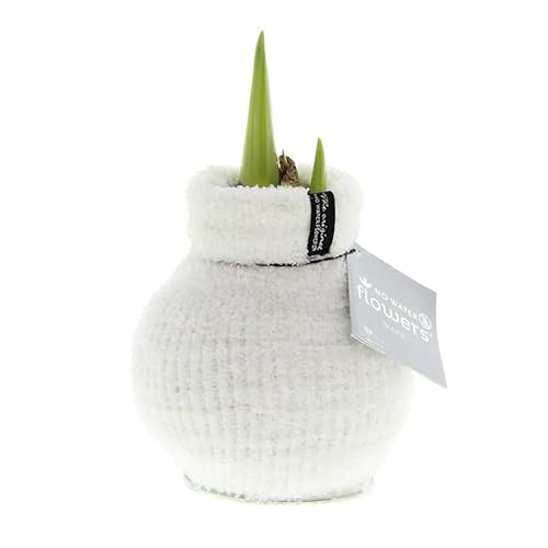 Amaryllis in Wachs Fashionz Cozy Fluffy Weiß | 1 Stück | Amaryllis in Wachs | ohne Gießen | pflegeleicht | lange und majestätische Blüte | Rot | Zimmerpflanze Amaryllis in Wachs Fashionz Cozy Fluffy Weiß | 1 Stück | Amaryllis in Wachs | ohne Gießen | pflegeleicht | lange und majestätische Blüte | Rot | Zimmerpflanze von QFB Gardening