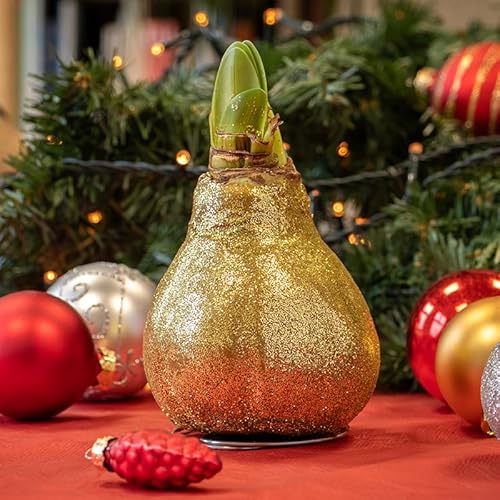 Amaryllis in Wachs Glitzer Gold in Hülse | 1 Stück | Amaryllis in Wachs | ohne Gießen | pflegeleicht | lange und majestätische Blüte | Rot | Zimmerpflanze von QFB Gardening