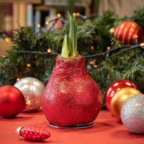 Amaryllis in Wachs Glitzer Rot in Hülse | 1 Stück | Amaryllis in Wachs | ohne Gießen | pflegeleicht | lange und majestätische Blüte | Rot | Zimmerpflanze Amaryllis in Wachs Glitzer Rot in Hülse | 1 Stück | Amaryllis in Wachs | ohne Gießen | pflegeleicht | lange und majestätische Blüte | Rot | Zimmerpflanze von QFB Gardening