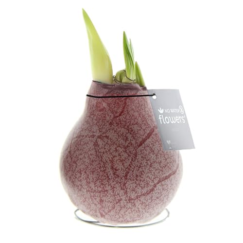 Amaryllis in Wachs Marble Bordeaux | 1 Stück | Amaryllis in Wachs | ohne Gießen | pflegeleicht | lange und majestätische Blüte | Rot | Zimmerpflanze Amaryllis in Wachs Marble Bordeaux | 1 Stück | Amaryllis in Wachs | ohne Gießen | pflegeleicht | lange und majestätische Blüte | Rot | Zimmerpflanze von QFB Gardening