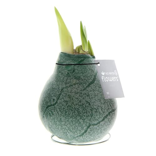 Amaryllis in Wachs Marble Grün | 1 Stück | Amaryllis in Wachs | ohne Gießen | pflegeleicht | lange und majestätische Blüte | Rot | Zimmerpflanze Amaryllis in Wachs Marble Grün | 1 Stück | Amaryllis in Wachs | ohne Gießen | pflegeleicht | lange und majestätische Blüte | Rot | Zimmerpflanze von QFB Gardening