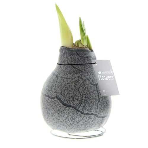 Amaryllis in Wachs Marble Schwarz | 1 Stück | Amaryllis in Wachs | ohne Gießen | pflegeleicht | lange und majestätische Blüte | Rot | Zimmerpflanze Amaryllis in Wachs Marble Schwarz | 1 Stück | Amaryllis in Wachs | ohne Gießen | pflegeleicht | lange und majestätische Blüte | Rot | Zimmerpflanze von QFB Gardening