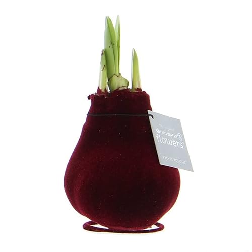 Amaryllis in Wachs Samt Bordeaux | 1 Stück | Amaryllis in Wachs | ohne Gießen | pflegeleicht | lange und majestätische Blüte | Rot | Zimmerpflanze von QFB Gardening