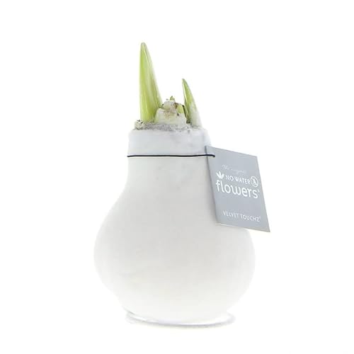 Amaryllis in Wachs Samt Weiß | 1 Stück | Amaryllis in Wachs | ohne Gießen | pflegeleicht | lange und majestätische Blüte | Rot | Zimmerpflanze Amaryllis in Wachs Samt Weiß | 1 Stück | Amaryllis in Wachs | ohne Gießen | pflegeleicht | lange und majestätische Blüte | Rot | Zimmerpflanze von QFB Gardening
