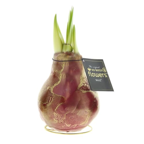 Amaryllis in Wachs Univerz Bordeaux | 1 Stück | Amaryllis in Wachs | ohne Gießen | pflegeleicht | lange und majestätische Blüte | Rot | Zimmerpflanze Amaryllis in Wachs Univerz Bordeaux | 1 Stück | Amaryllis in Wachs | ohne Gießen | pflegeleicht | lange und majestätische Blüte | Rot | Zimmerpflanze von QFB Gardening