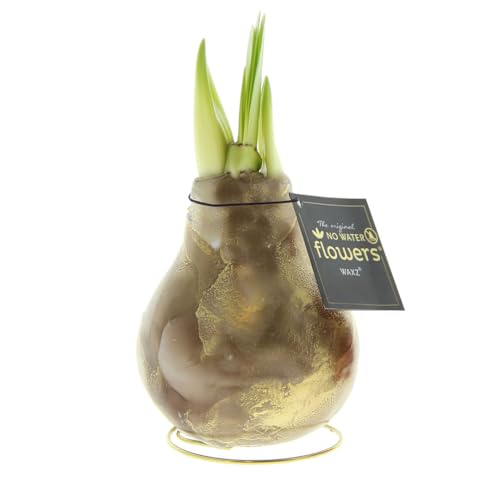 Amaryllis in Wachs Univerz Braun | 1 Stück | Amaryllis in Wachs | ohne Gießen | pflegeleicht | lange und majestätische Blüte | Rot | Zimmerpflanze Amaryllis in Wachs Univerz Braun | 1 Stück | Amaryllis in Wachs | ohne Gießen | pflegeleicht | lange und majestätische Blüte | Rot | Zimmerpflanze von QFB Gardening