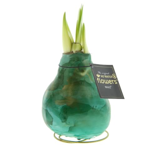 Amaryllis in Wachs Univerz Grün | 1 Stück | Amaryllis in Wachs | ohne Gießen | pflegeleicht | lange und majestätische Blüte | Rot | Zimmerpflanze Amaryllis in Wachs Univerz Grün | 1 Stück | Amaryllis in Wachs | ohne Gießen | pflegeleicht | lange und majestätische Blüte | Rot | Zimmerpflanze von QFB Gardening