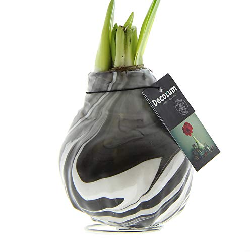 Amaryllis in Wachs XL Artooz Schwarz | 1 Stück | Amaryllis in Wachs | ohne Gießen | pflegeleicht | lange und majestätische Blüte | Rot | Zimmerpflanze von QFB Gardening
