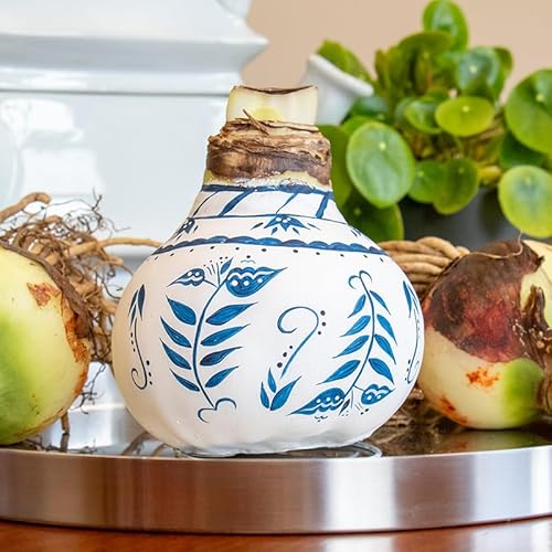 Amaryllis in Wachs XXL Delfter Blau Leaf Pattern | 1 Stück | Amaryllis in Wachs | ohne Gießen | pflegeleicht | lange und majestätische Blüte | Rot | Zimmerpflanze | handbemalt von QFB Gardening