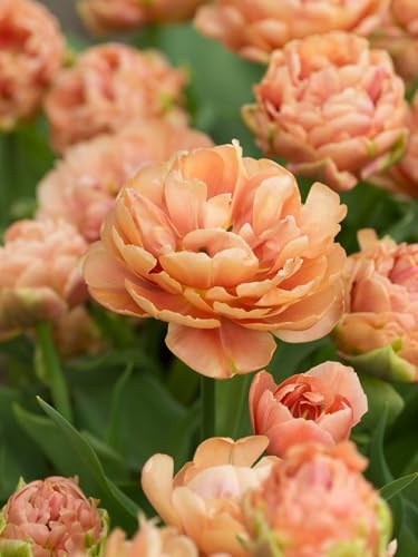 Tulpe Copper Image® | 10 Stück | Gefüllt | Spät Blühend | Gelb | Orange | Rosa | Tulpenzwiebeln | Geeignet für Töpfe | Schnittblume von QFB Gardening