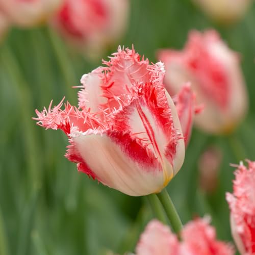 Tulpe Sweet Simone | 10 Stück | Rosa | Weiß | Tulpenzwiebeln | Schnittblume | 100% Blütegarantie von QFB Gardening