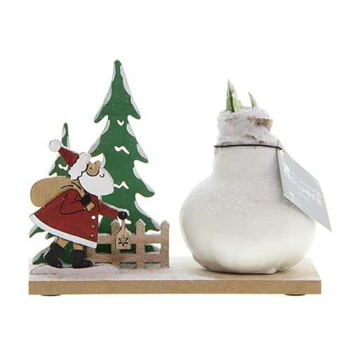 Wachs Amaryllis Snow Wonderland Santa | 1 Stück | Amaryllis in Wachs | ohne Gießen | pflegeleicht | lange und majestätische Blüte | Rot | Zimmerpflanze von QFB Gardening