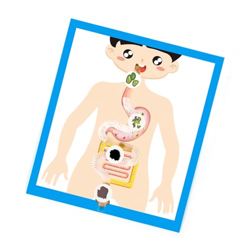 Paper Digestif Organ Anatomy Modell von QIIIMSLSS