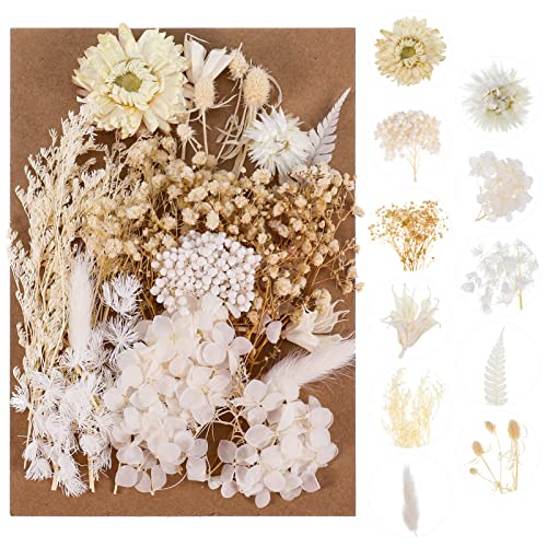 QINREN Natürliche Getrocknete Blumen, Echte Getrocknete Gepresste Blumen, Trockenblumen Set, DIY Gepresste Blumen, Trockenblumen zum basteln für Kunst DIY Harz Scrapbooking Handwerk Karten Machen von QINREN