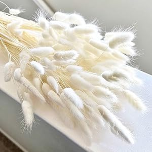 150 Stück Pampasgras Klein, 43CM Weiß Getrocknetes Pampasgras, Natürlich Blumensträuße, Hasenschwanzgras Getrocknet Deko für Schlafzimmer, Indoor, Hochzeit, Home Decoration 150 Stück Pampasgras Klein, 43CM Weiß Getrocknetes Pampasgras, Natürlich Blumensträuße, Hasenschwanzgras Getrocknet Deko für Schlafzimmer, Indoor, Hochzeit, Home Decoration von QITIXI:OU